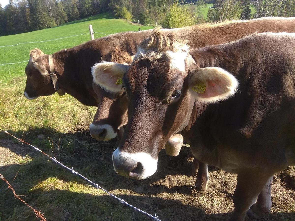 Ferienwohnung Trifts | Einzelbetten | Parkplatz Wangen im Allgäu Zewnętrze zdjęcie